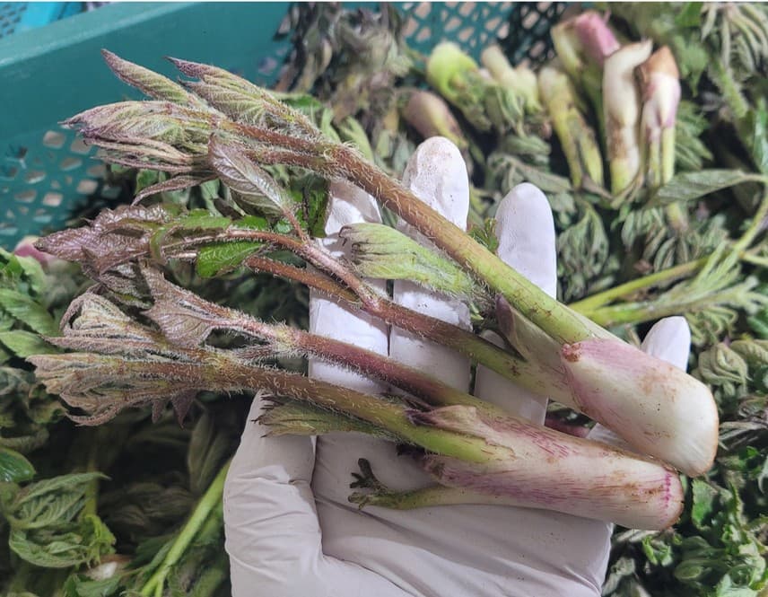 국내산 땅두릅 500g